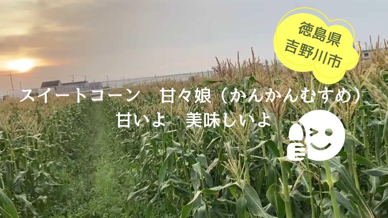 スイートコーン甘々娘