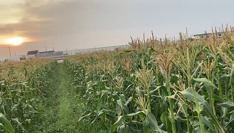早朝5時過ぎのトウモロコシ畑
