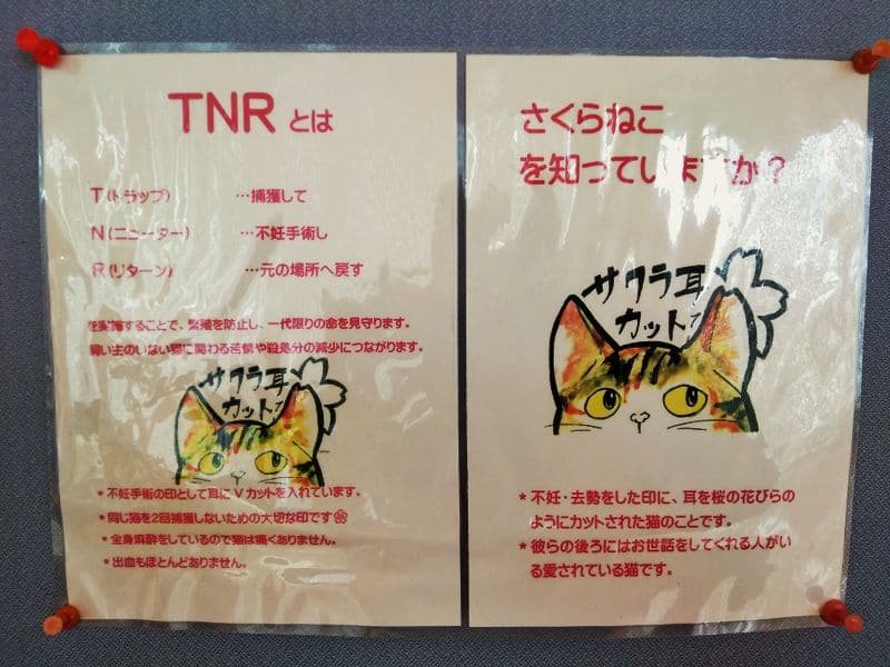 TNR 耳をカットしている「さくらねこ」の説明 避妊・去勢済みの地域猫